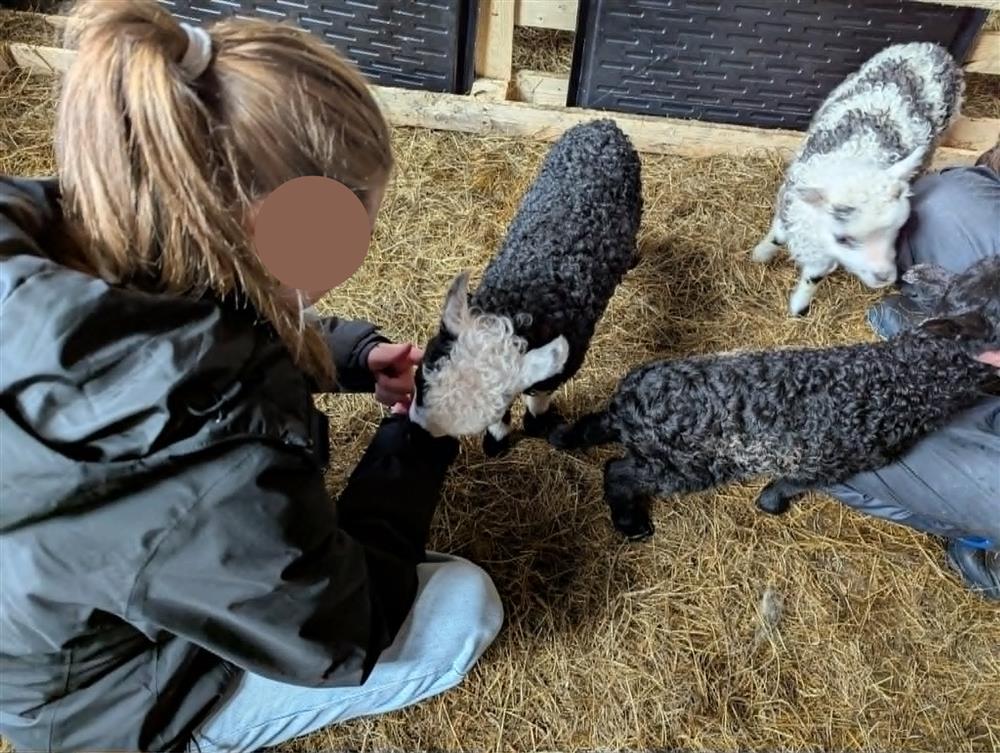 Elev som klappar lam - Klikk for stort bilete